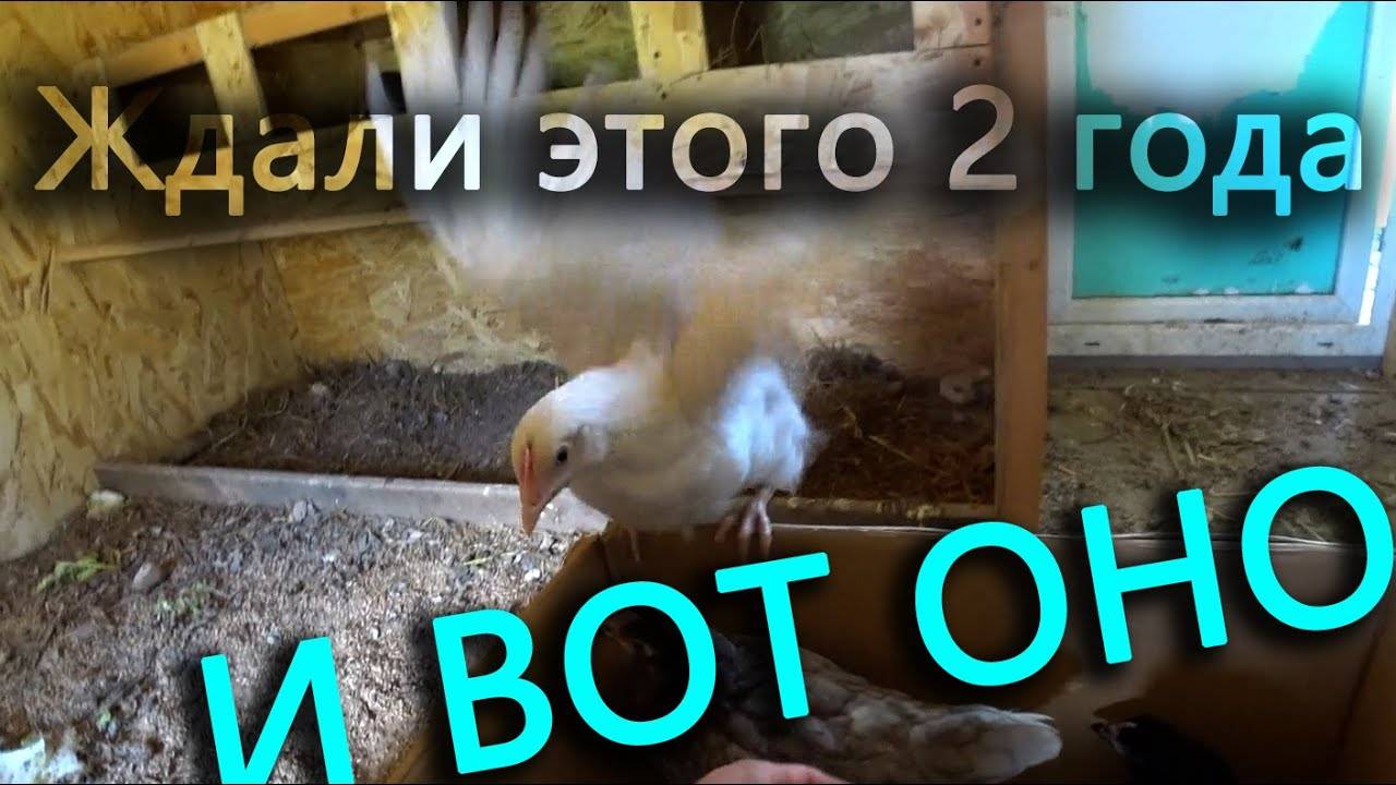 Произошло Чудо! Новый петух в деревне.