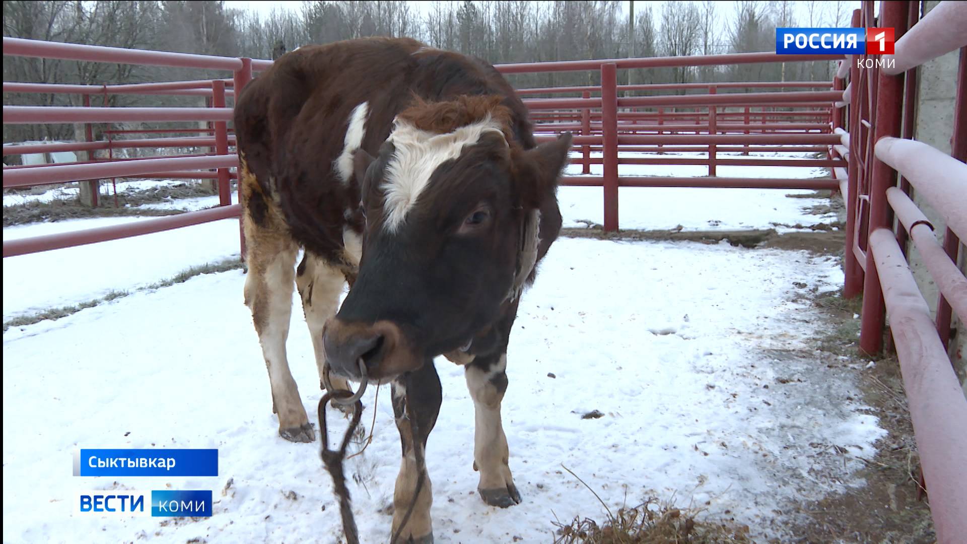 Ряды племенных быков-производителей республиканской племенной станции пополняются