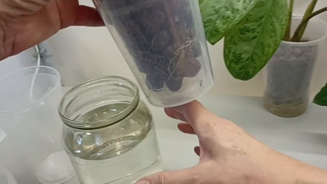 Керамзит для растений: спатифиллум и хлорофитум на гидропонике
