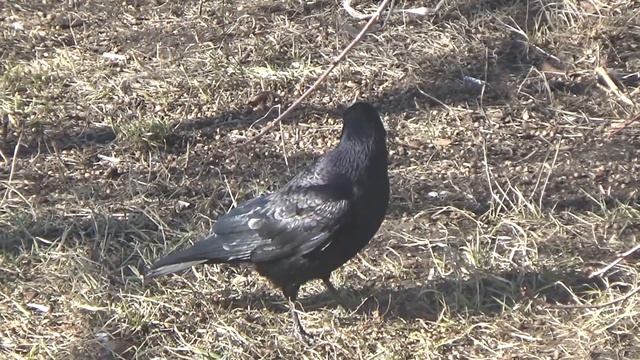 ГРАЧ (CORVUS FRUGILEGUS)