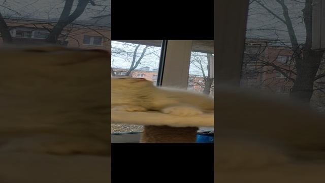 1000096600.mp4