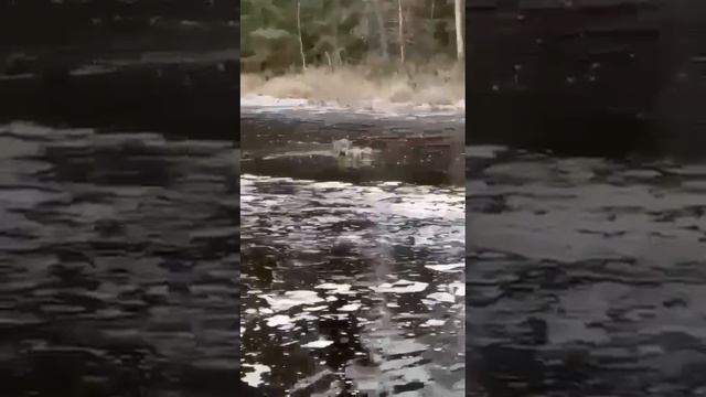 Друг в беде не бросит