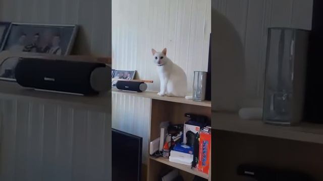 Вот как должен кот встречать хозяина 😂