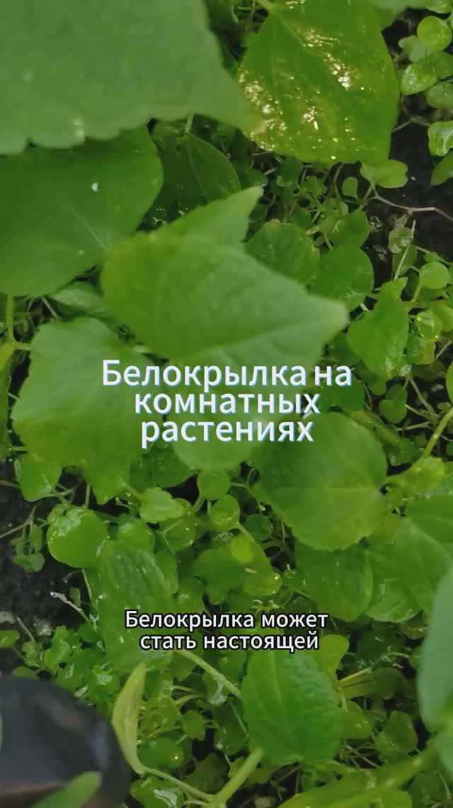 Как избавиться от белокрылки на комнатных растениях в домашних условиях #белокрылка #shorts