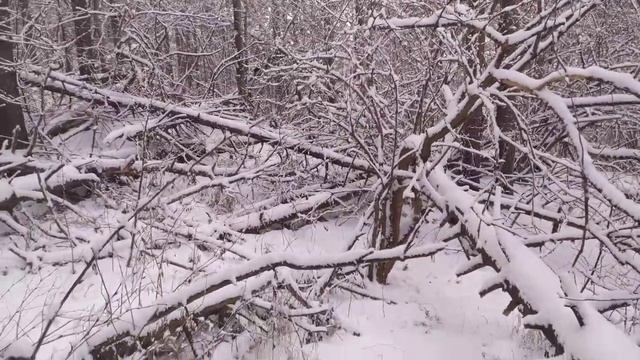 Охота с лайками и таксой. Затишье после снега. Мышкующая лиса.