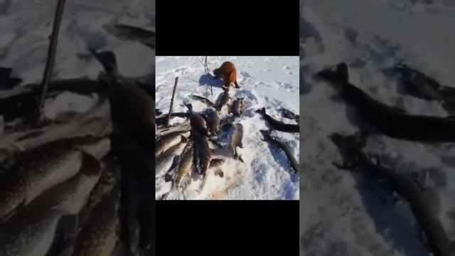Случай на рыбалке😅