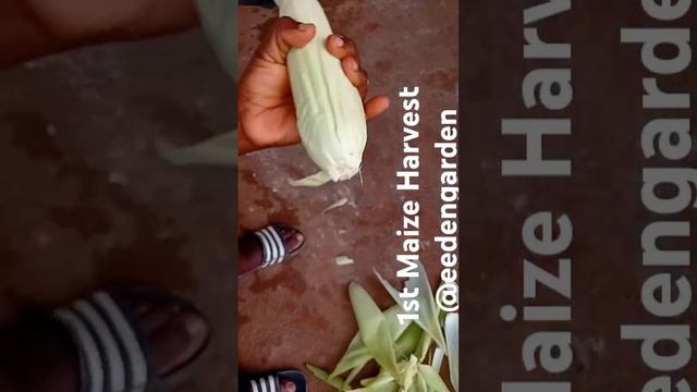 Boiled Corn @eedengarden #eatwhatyougrow #food #healthylifestyle #cooking #corn #recipe #Maize #boi