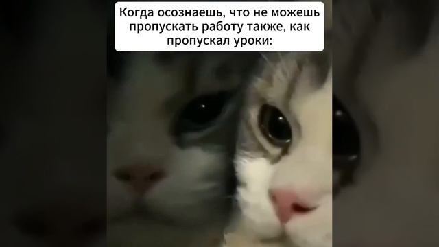 Мем с котом.mp4