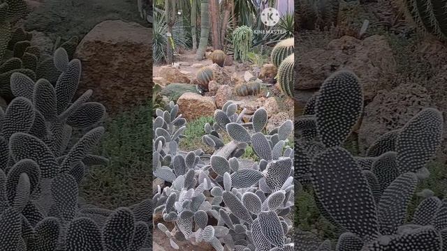Прогулка по Тропикам 🌴