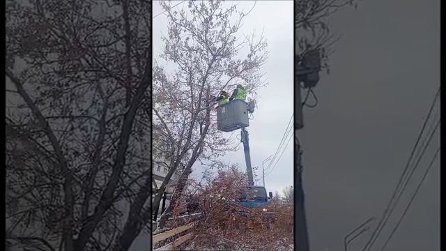 Спил и кронирование деревьев по всему Сахалину 🌳 #shorts