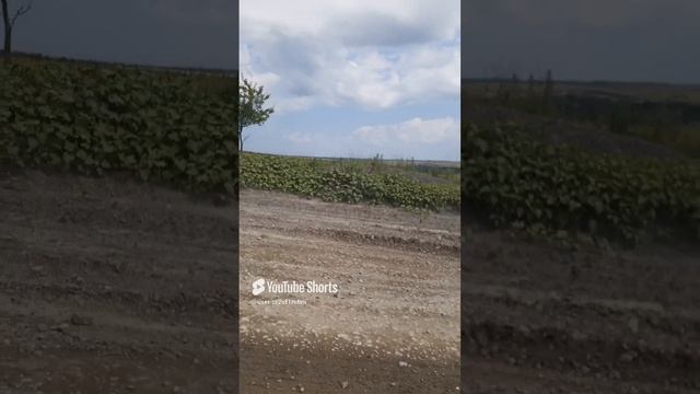 ФАЗАНЫ ХОДЯТ ПЕШКОМ ПО ДОРОГЕ!!!Shorts