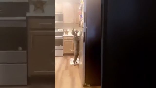 Спалили пса 😂