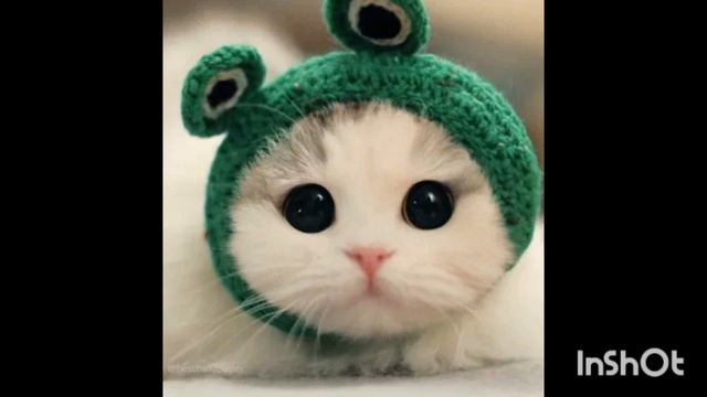 Песни зверей в голова