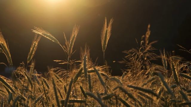 12078330_3840_2160_30fps