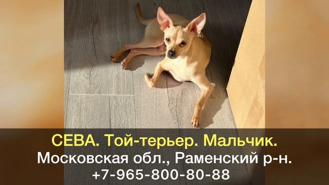 ДОМА! СЕВА. Той-терьер. Мальчик. Московская область, Раменский район.