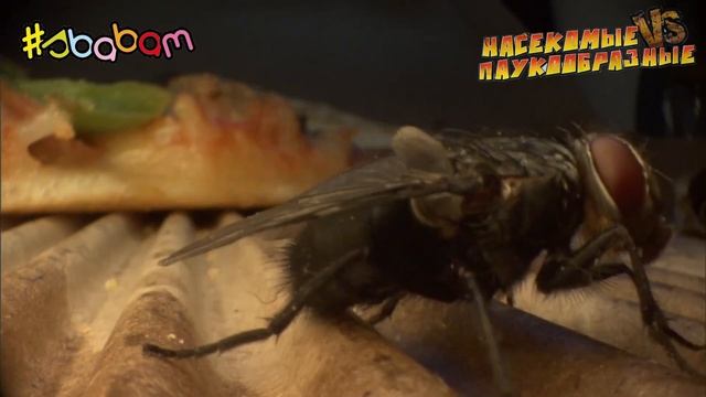 ОГРОМНАЯ ИГРУШКА МУХА ОТ СБАБАМ #SBABAM как Deagostini