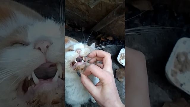Так выглядит сейчас Бананчик