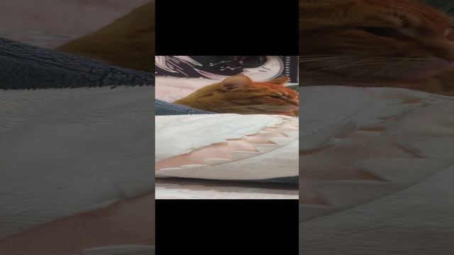 1000238754.mp4