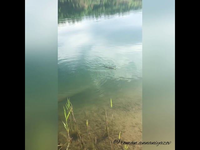 Щука на джиг. «Щука на поводке». #shorts #щука #щуканаджиг