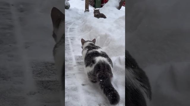 Котики и точка