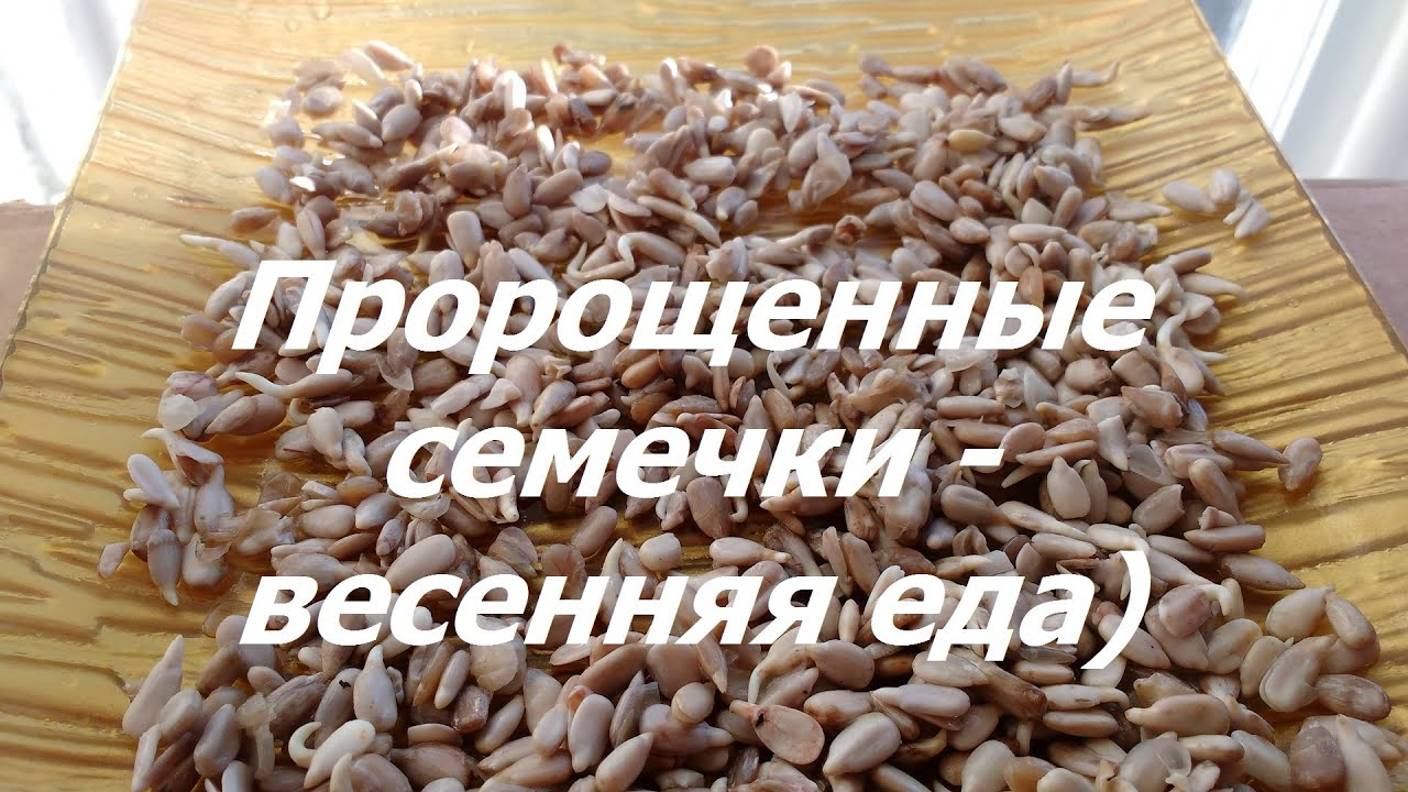 0973, пророщенные семечки   весенняя еда, семена подсолнечника, проращивание семян, сыроедение, ЗОЖ
