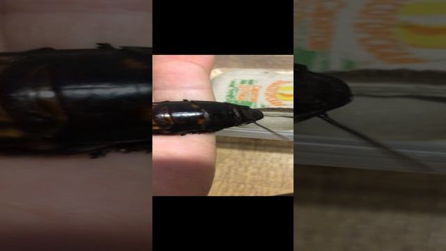 Мадагаскарский таракан!!! (огромный) :)