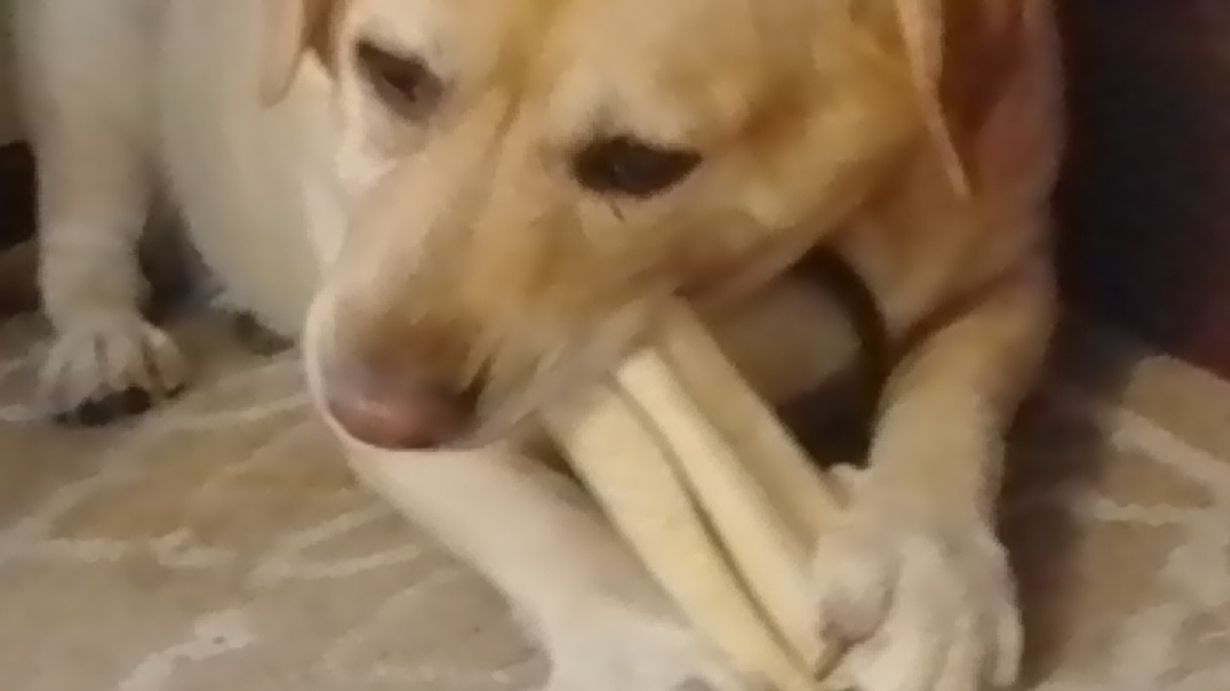 Ливуся заживала шаурму))