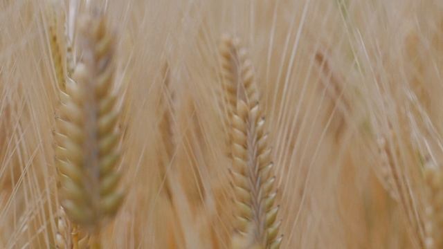 12144796-hd_1920_1080_30fps