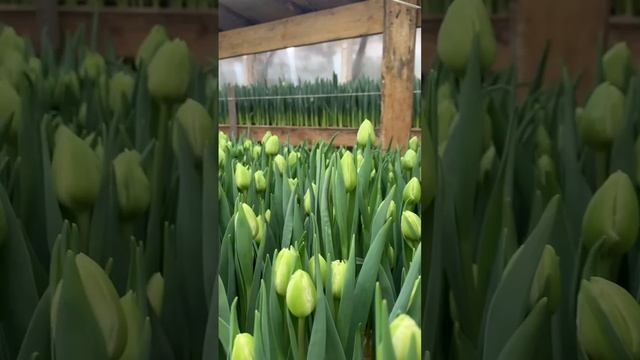 03-12-2024