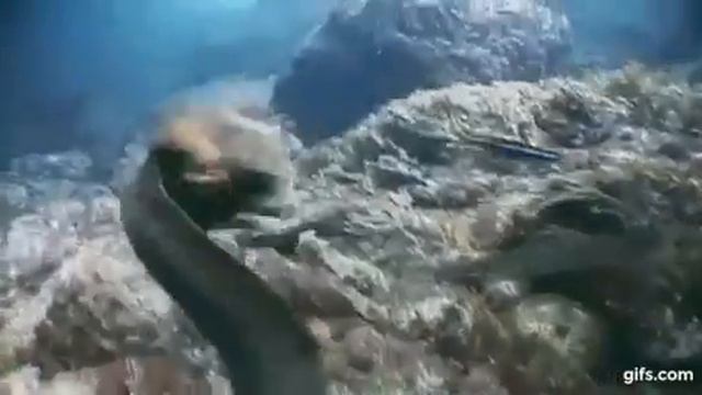 Ничего необычного. Просто осьминог верхом на мурене.