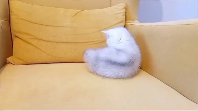 1000018059.mp4