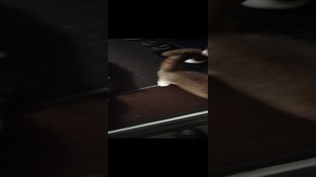 VID_20241129_123431.mp4