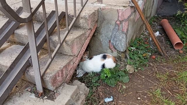 поставь котиков часть первая