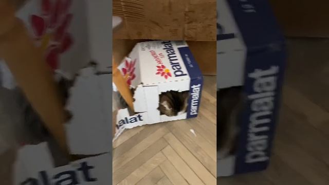Муся