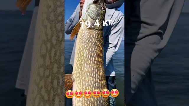 Хотели бы увидеть эту красавицу на своём крючке, побороться?