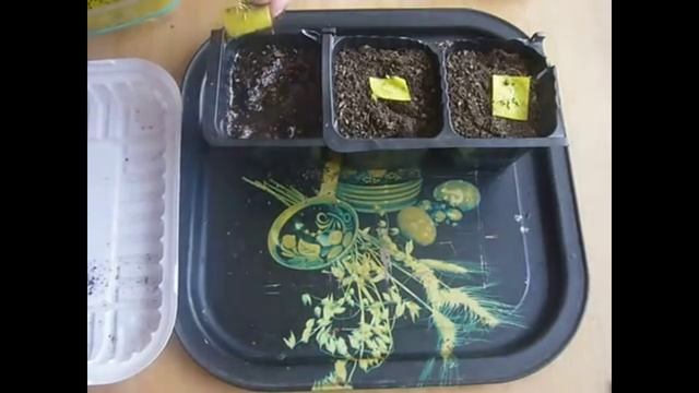 Пересадка корневого сельдерея из ткани в горшок.