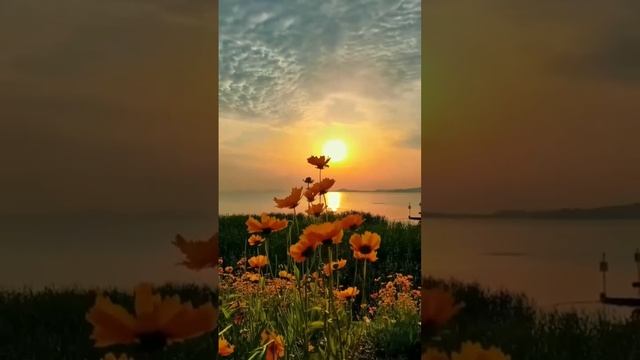 На закате ☀️🔥

 #Назакате  #цветы