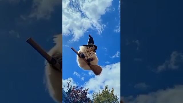 летающие коты 1 часть
