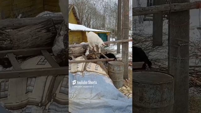 Козлята играют на мотках с сеном