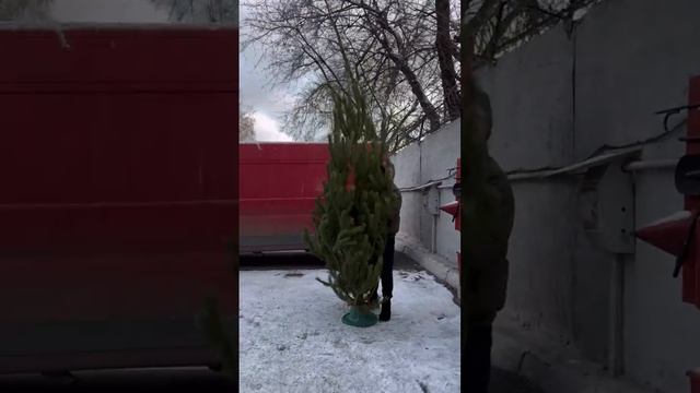 Ёлки и сосны живые уже в Москве!