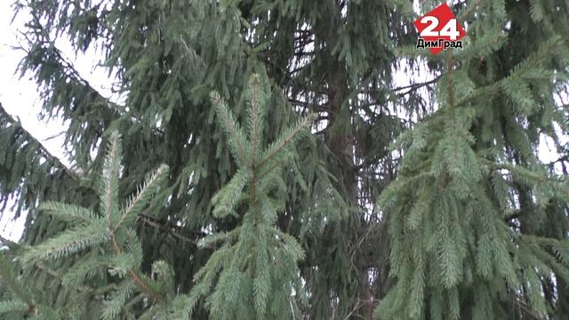 В Димитровграде установили первую живую ёлку