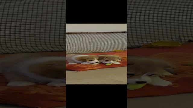 дружные