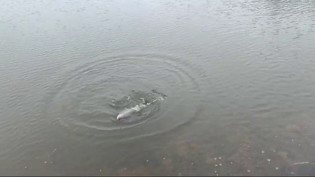 WhatsApp Video 2024-12-03 at 10.02.46