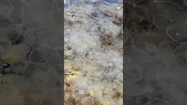 Черноморские медузы корнероты и аурелии