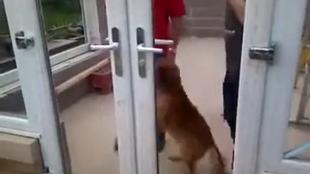 Троллинг собаки 😂😂!!