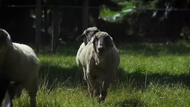 Веселая немецкая песенка