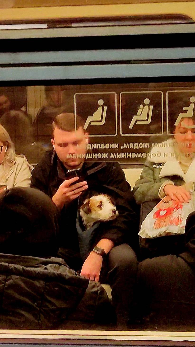 Собака-Барабака в вагоне московского метро😊🐶🚇 17.11.2024