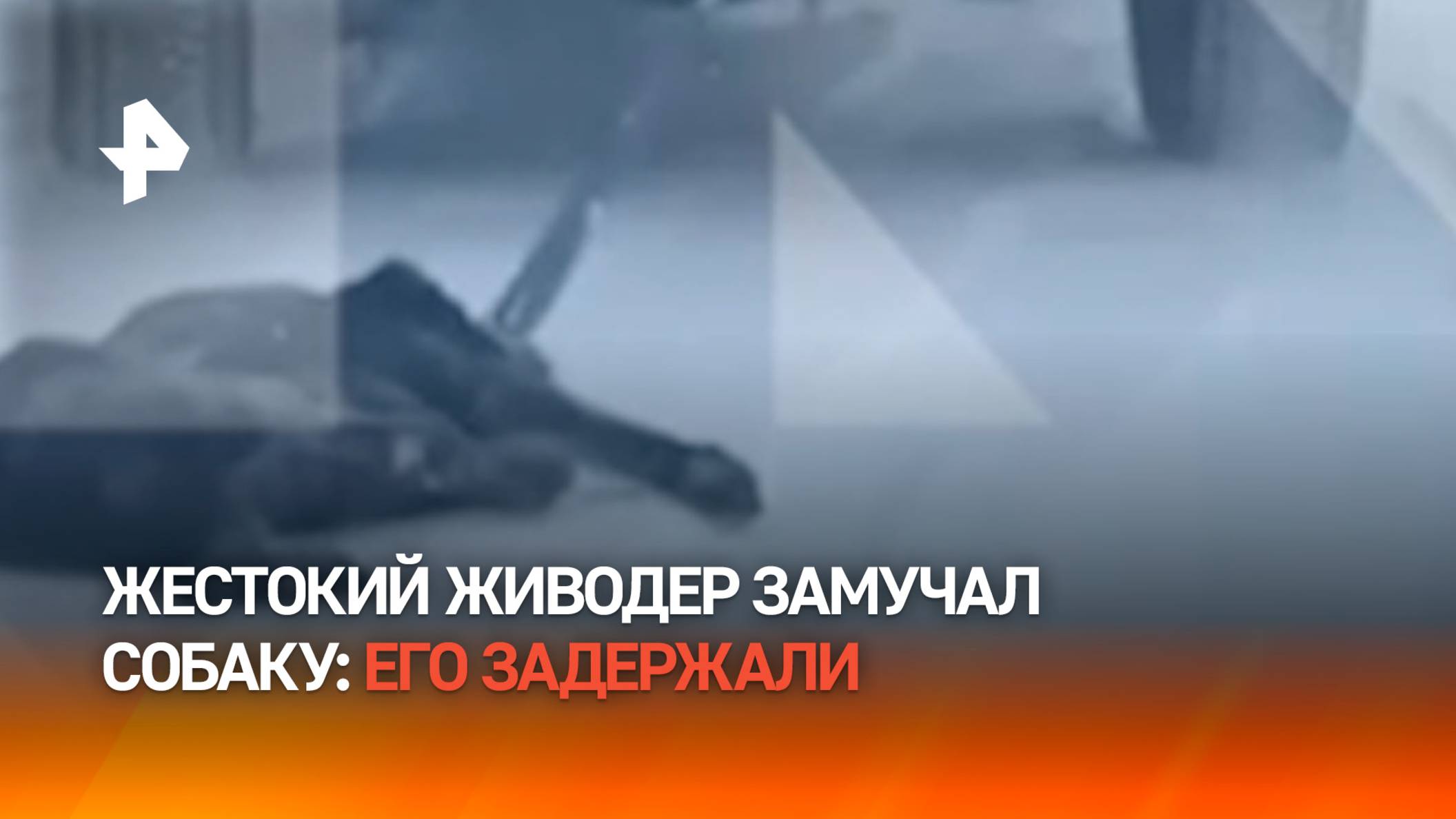 "Привязал веревкой, чтобы не убегал" — живодера, который протащил собаку за машиной, задержали