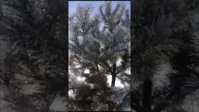 VID-20241201-WA0076.mp4
