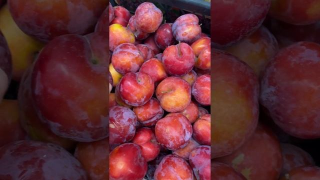 Красная Слива из Армении